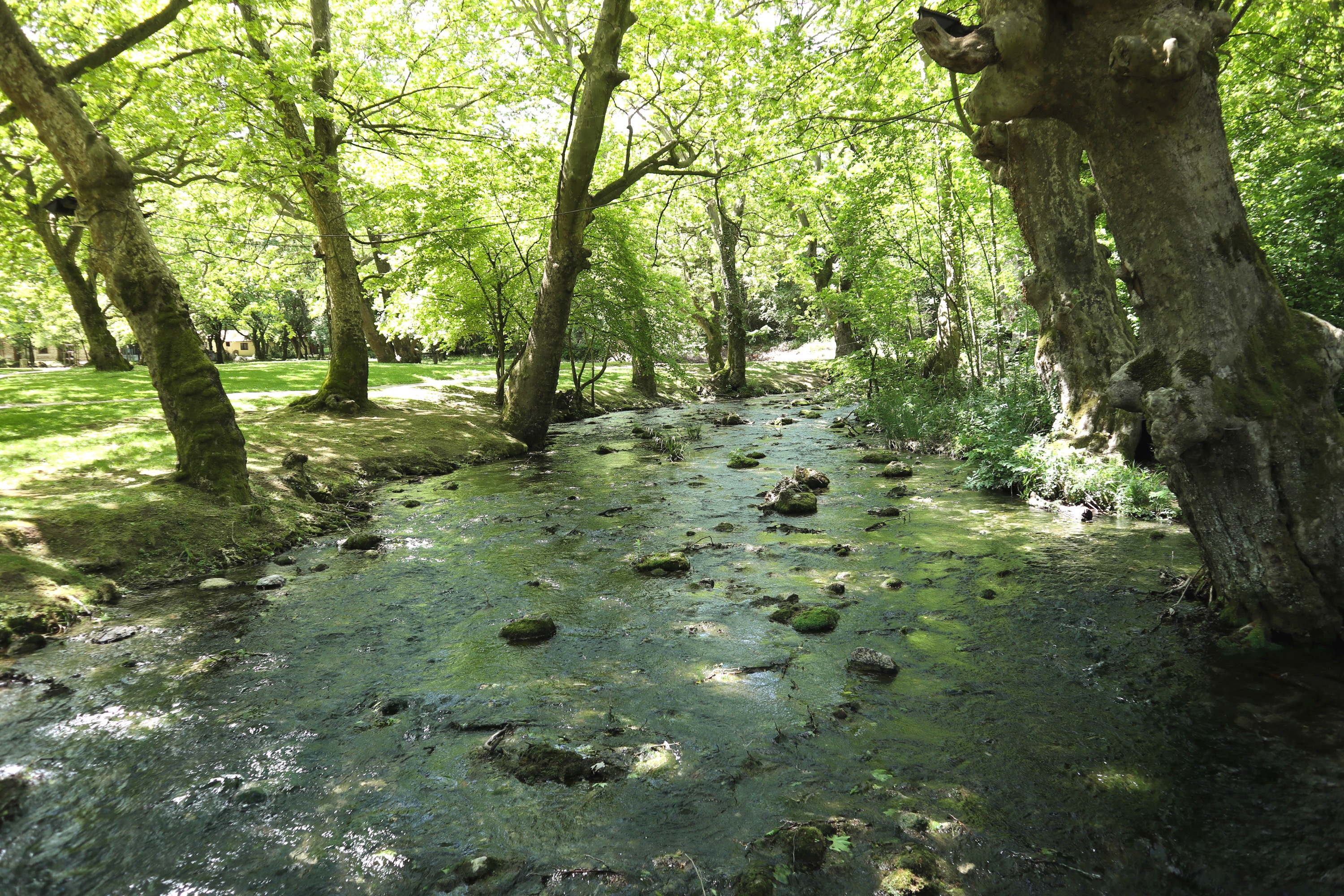 Nature scene with stream