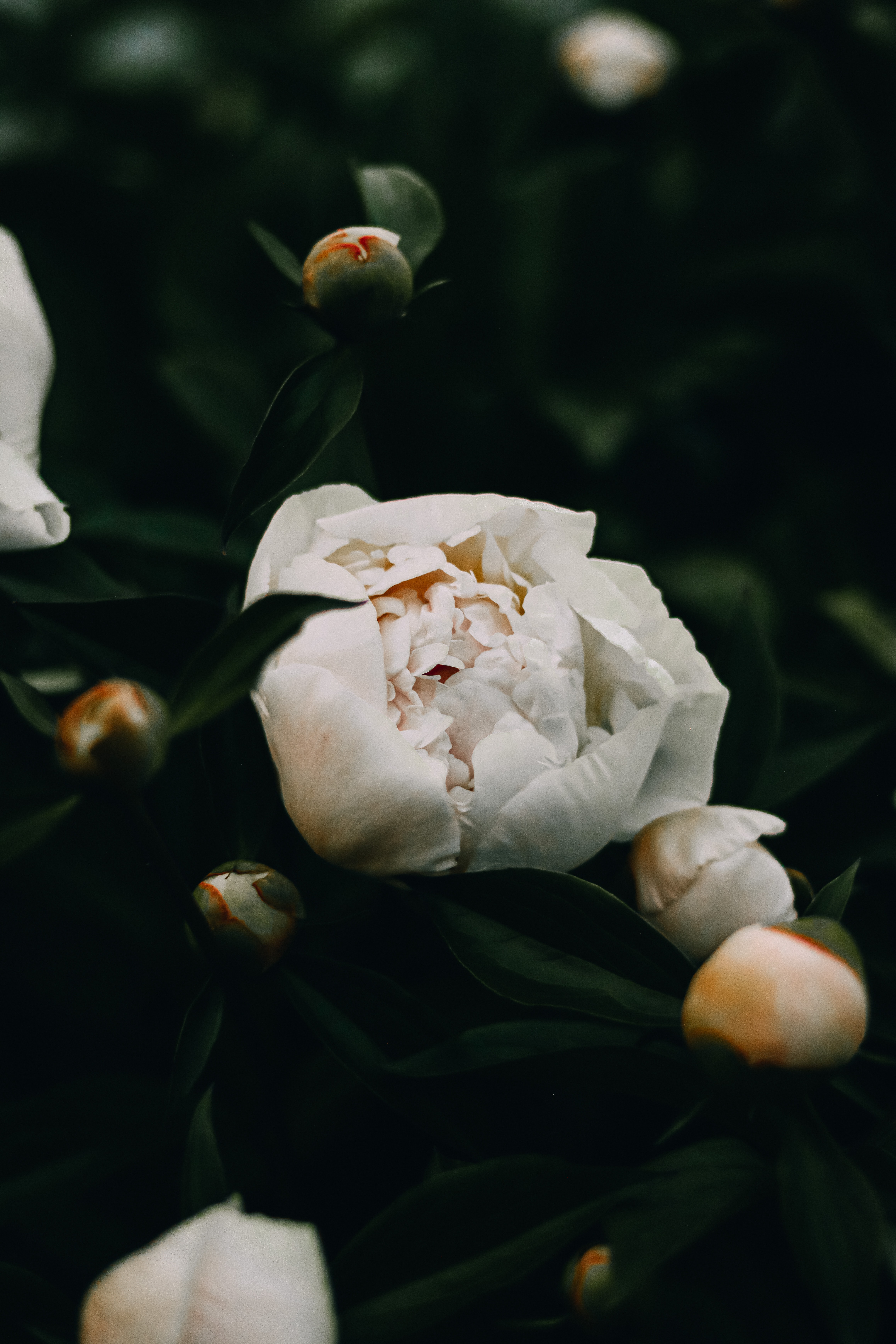 White flower blossom